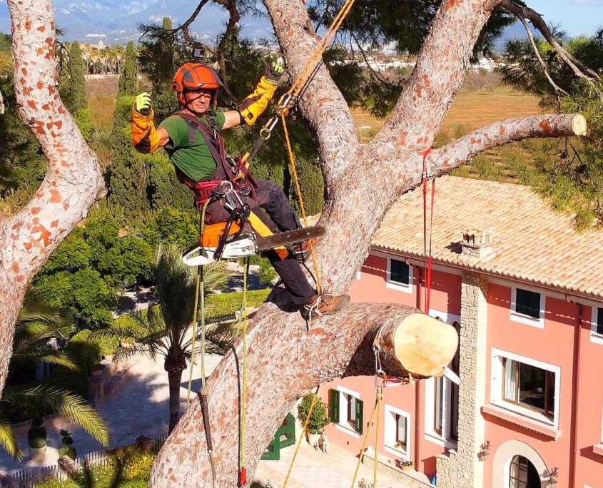 empresa especializada en servicios de poda de palmeras en altura. empresa especializada en servicios de poda de palmeras en altura.